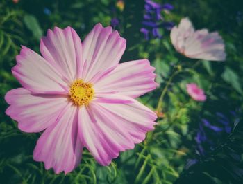 Close-up of pink cosmos flower
