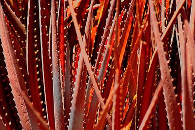 Full frame shot of leaves