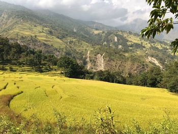 Scenic view of agricultural field against sky