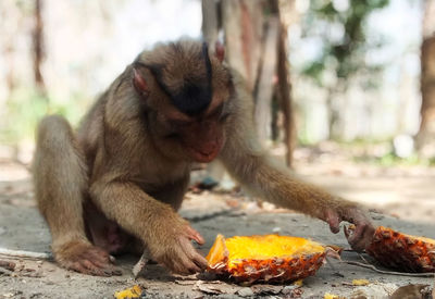 Monkey eating food