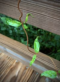 Close-up of green leaves on potted plant