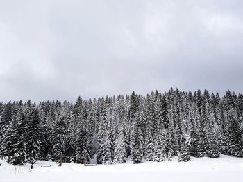 Pine trees on snow covered field against sky