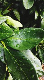 Close-up of raindrops on leaves