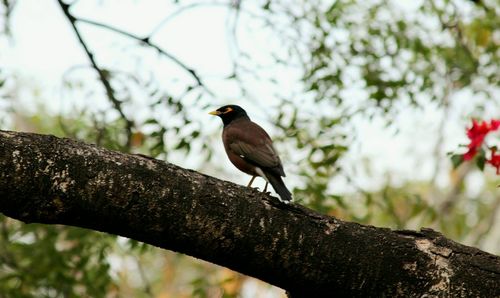 Low angle view of bird perching on tree against sky