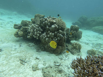 Small yellow fish swimming in coral reef at coastal line of surin island, andaman sea