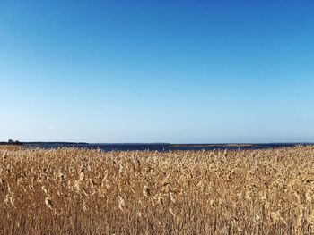 Scenic view of agricultural field against clear blue sky