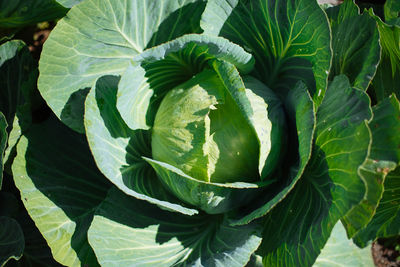 Directly above shot of cabbage growing on field