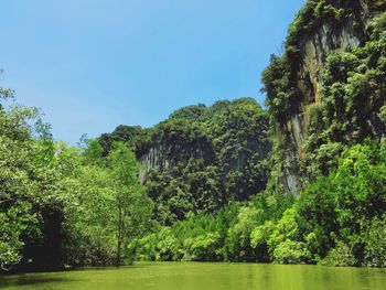 Scenic view of river amidst trees against sky