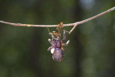 Close-up of ants carrying dead insect