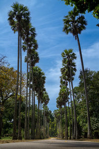 Palm trees against sky