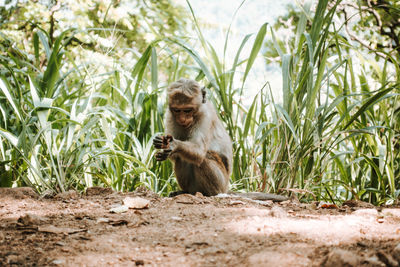 Portrait of monkey sitting on land