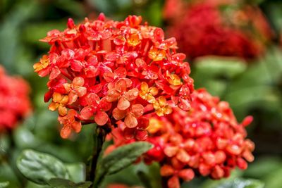 Close-up of red flowers blooming outdoors