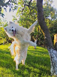 Dog in pond