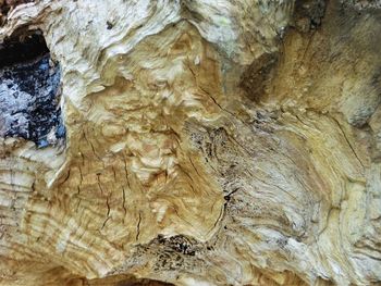 Full frame shot of tree trunk