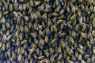 Close up bees swarming on a honeycomb for background.