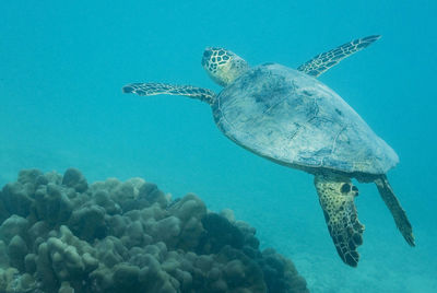 Turtle in sea