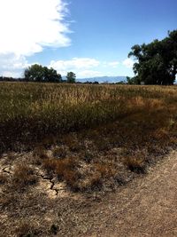 Scenic view of field against blue sky