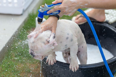 Woman bathing dog at yard