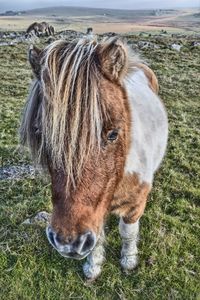 Close-up of horse standing on field