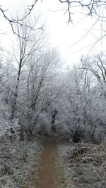 Close-up of bare trees against clear sky