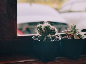 Close-up of potted cactus plant