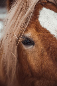 Close-up of a horse