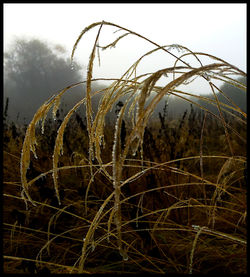 Close-up of plants on field