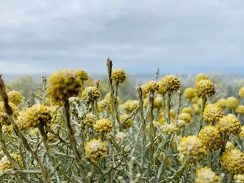 Close-up of yellow flowering plants on field against sky