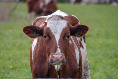 Portrait of cow on field