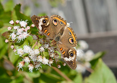 Close-up of butterfly perching on flower