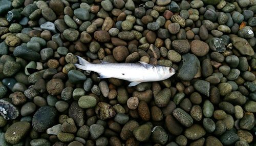 Pebbles on rocks