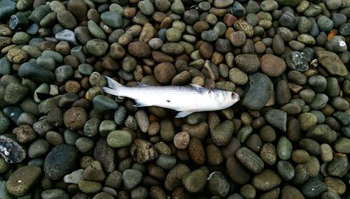 High angle view of dead fish on stones