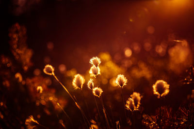 A beautiful cotton-grass heads in the warm sunset light. white fluffy cotton-grass flowers.