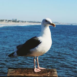 Close-up of seagull perching on shore against sea