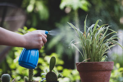 Close-up of hand holding potted plant