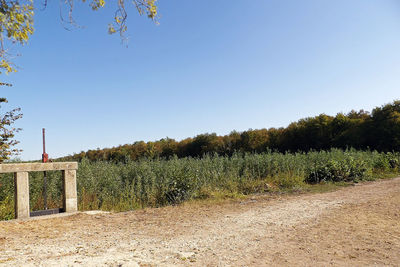 Plants growing on land against clear blue sky