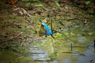 Alcedo coerulescens or the small blue kingfisher, a beautiful bird is plunging into the water