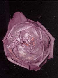 High angle view of pink rose on black background