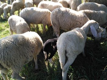 Sheep grazing in a field