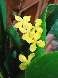 Close-up of yellow flowers blooming outdoors