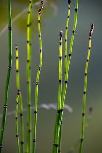 Close-up of bamboo plants