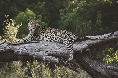Leopard relaxing on fallen tree