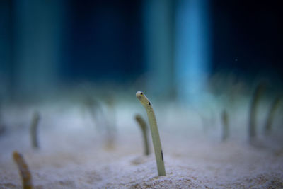 Close-up of spotted garden eel