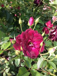 Close-up of pink flowering plant