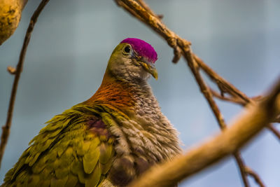 Close-up of a bird perching on branch