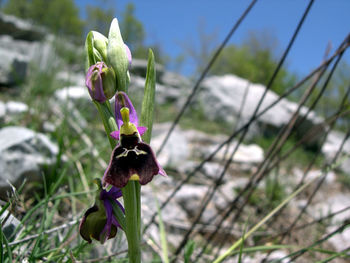 Close-up of purple flowering plant on field