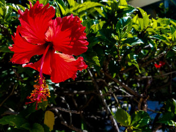 Close-up of red hibiscus blooming outdoors