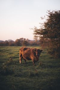 Giraffe in a field
