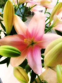 Close-up of pink flowers