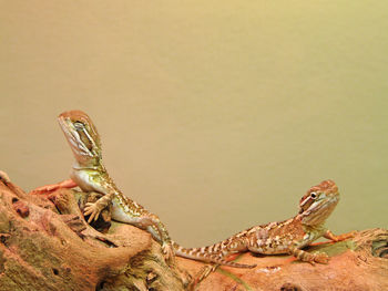 Close-up of lizard on rock